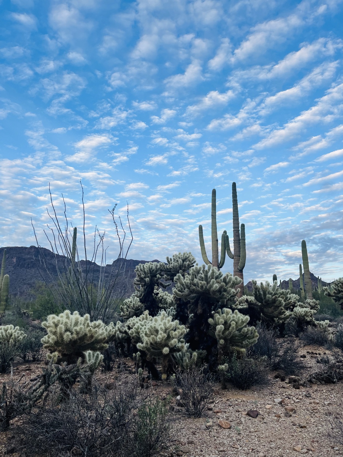 Saying hi to a variety of cacti at Saguaro National Park
